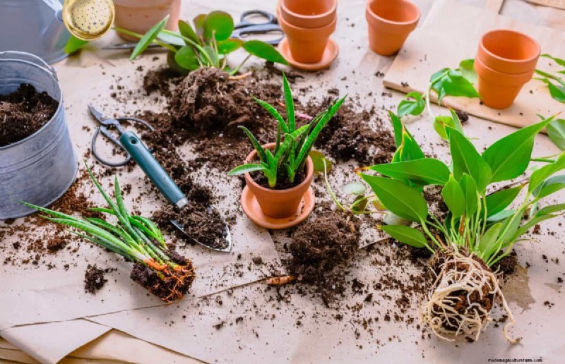 過剰な植え替えの隠れた危険:待つべき25の理由 