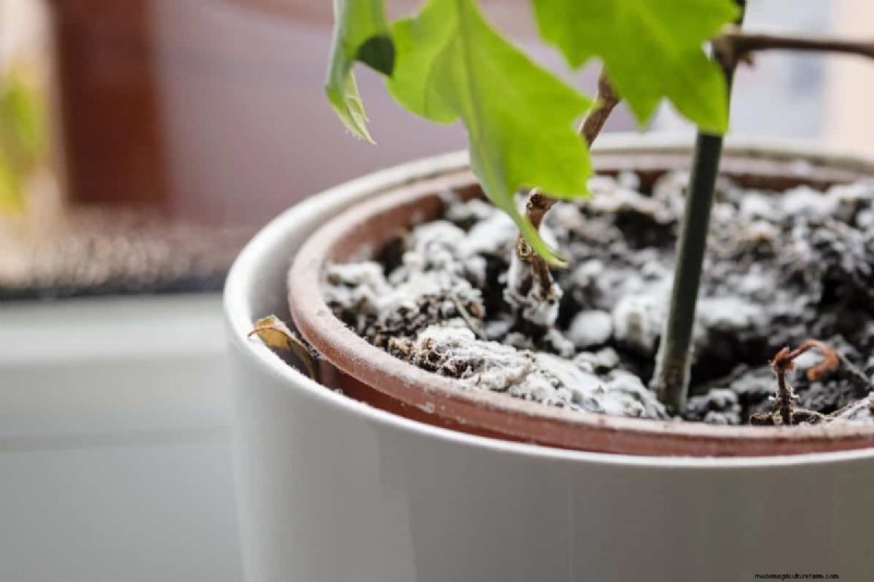 過剰な植え替えの隠れた危険:待つべき25の理由 