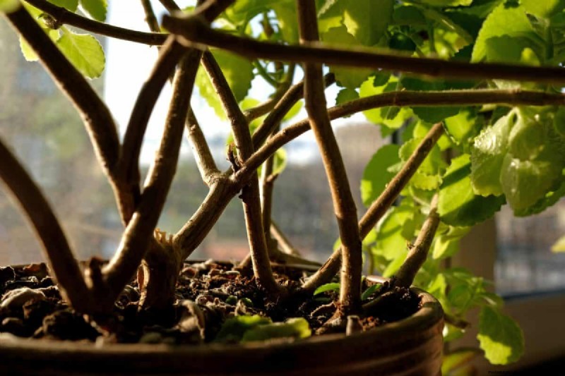 過剰な植え替えの隠れた危険:待つべき25の理由 
