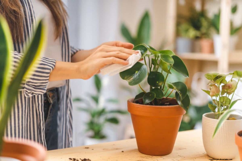 過剰な植え替えの隠れた危険:待つべき25の理由 