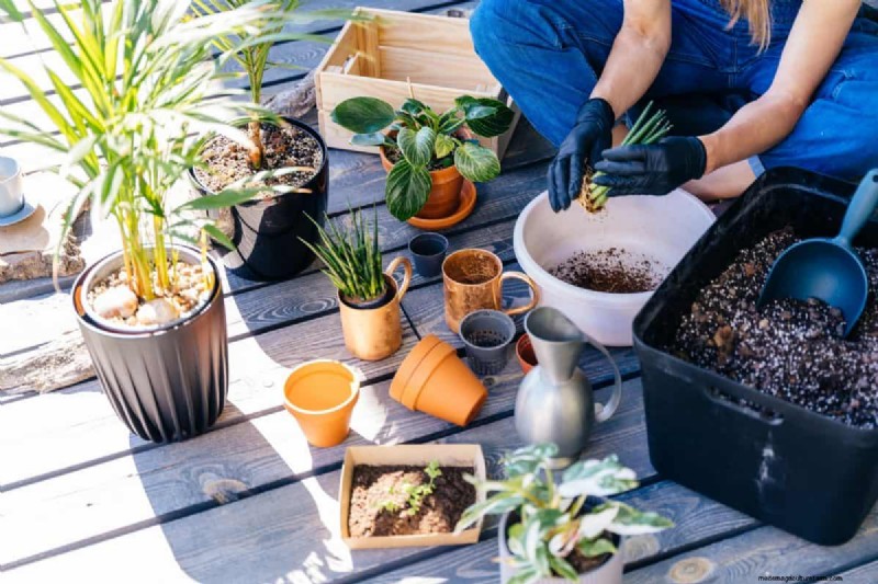 過剰な植え替えの隠れた危険:待つべき25の理由 