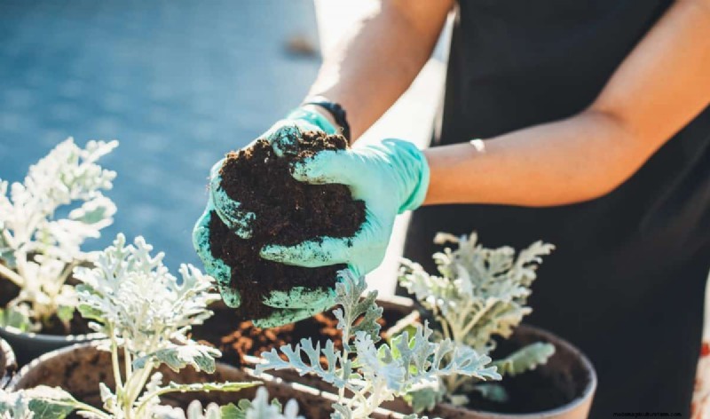 過剰な植え替えの隠れた危険:待つべき25の理由 