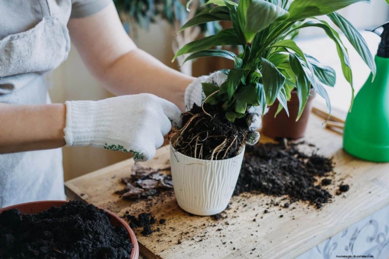 過剰な植え替えの隠れた危険:待つべき25の理由 