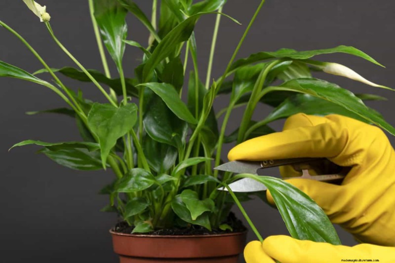 過剰な植え替えの隠れた危険:待つべき25の理由 
