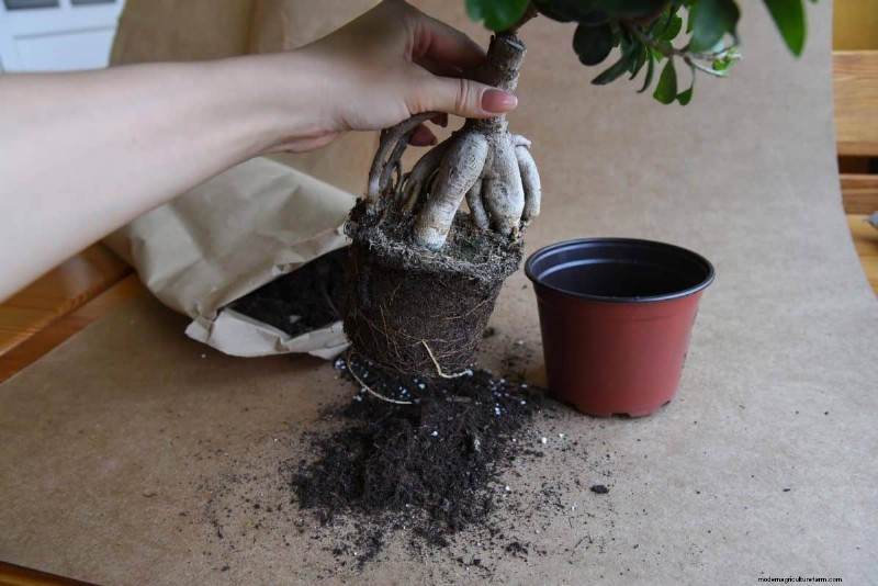 過剰な植え替えの隠れた危険:待つべき25の理由 