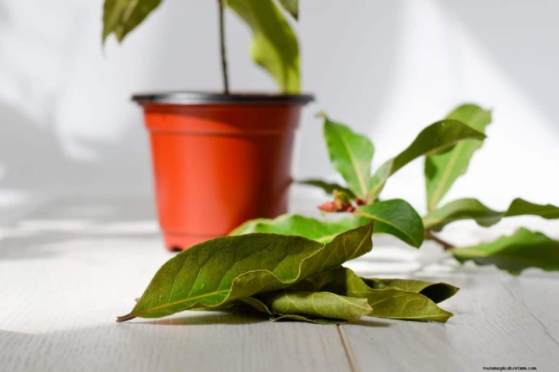 過剰な植え替えの隠れた危険:待つべき25の理由 