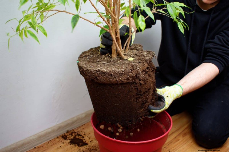 過剰な植え替えの隠れた危険:待つべき25の理由 
