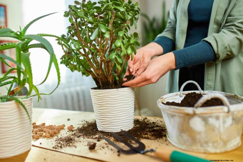 過剰な植え替えの隠れた危険:待つべき25の理由 