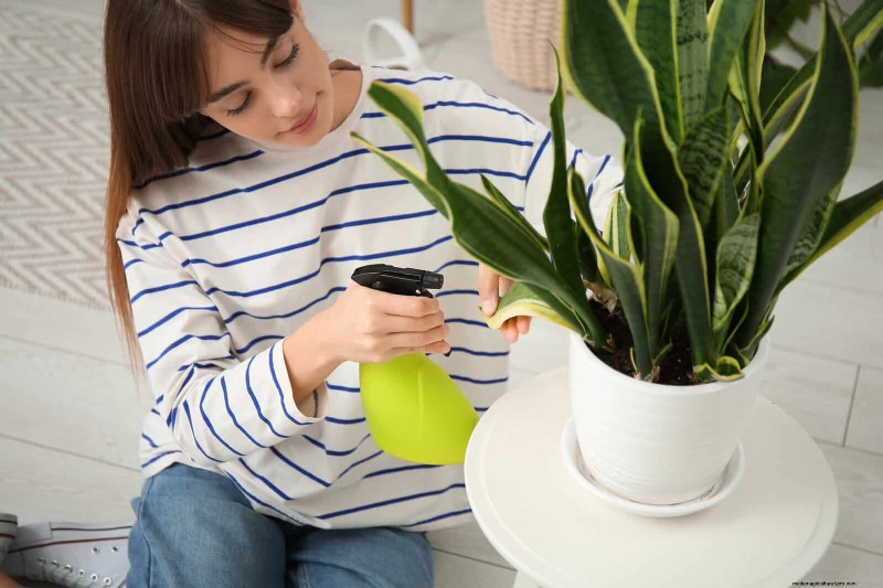 ヘビ植物を直立に成長させるために訓練する:専門家のヒントとテクニック 