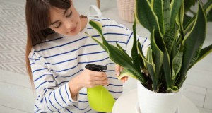 ヘビ植物を直立に成長させるために訓練する:専門家のヒントとテクニック 