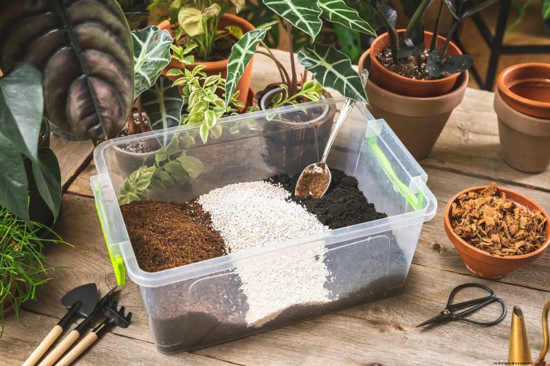 ヘビ植物を直立に成長させるために訓練する:専門家のヒントとテクニック 