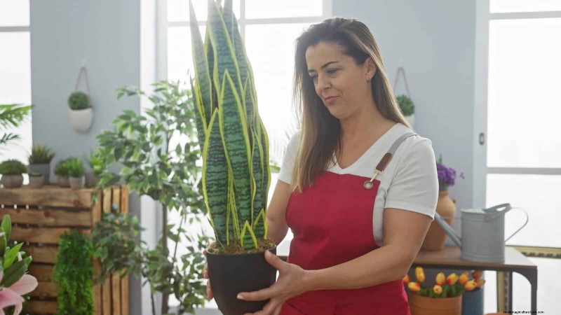 ヘビ植物を直立に成長させるために訓練する:専門家のヒントとテクニック 