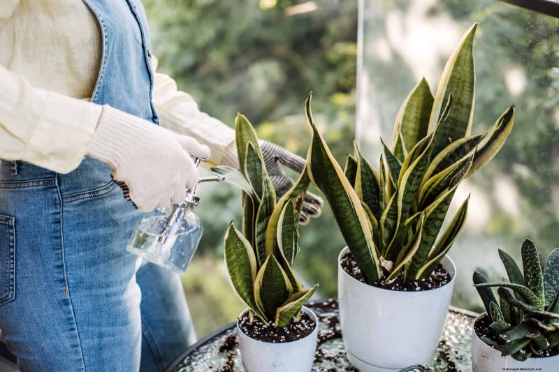 ヘビ植物を直立に成長させるために訓練する:専門家のヒントとテクニック 