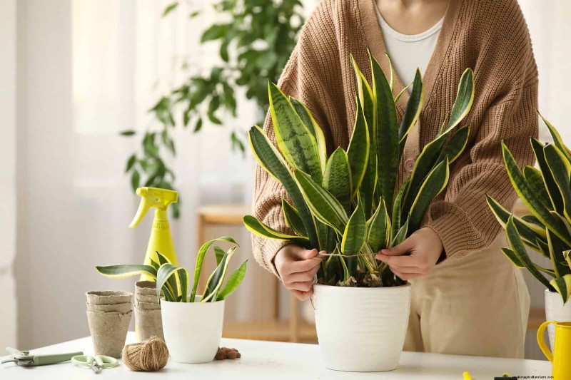 ヘビ植物を直立に成長させるために訓練する:専門家のヒントとテクニック 