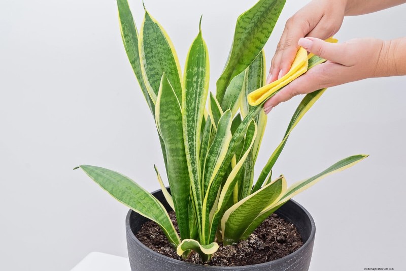 ヘビ植物を直立に成長させるために訓練する:専門家のヒントとテクニック 