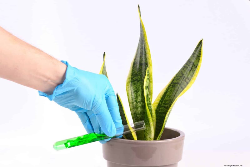 ヘビ植物を直立に成長させるために訓練する:専門家のヒントとテクニック 