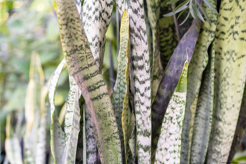 ヘビ植物を直立に成長させるために訓練する:専門家のヒントとテクニック 