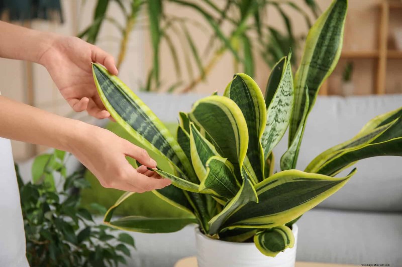 ヘビ植物を直立に成長させるために訓練する:専門家のヒントとテクニック 
