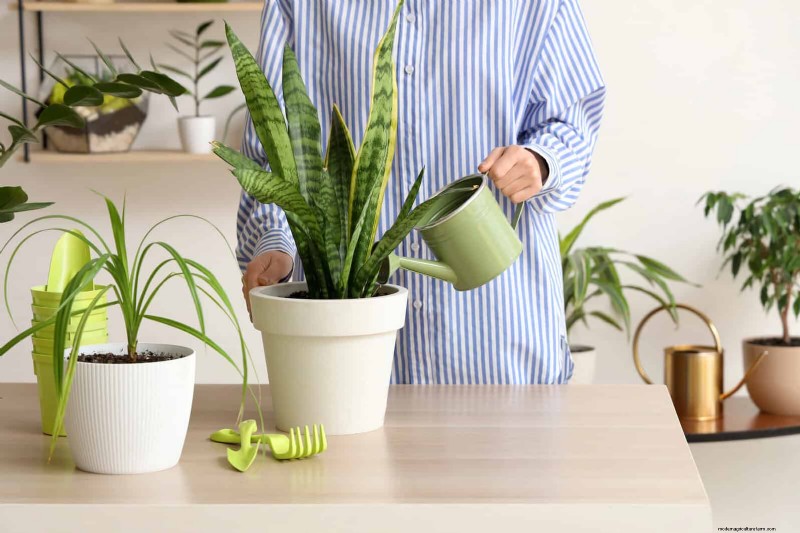 ヘビ植物を直立に成長させるために訓練する:専門家のヒントとテクニック 
