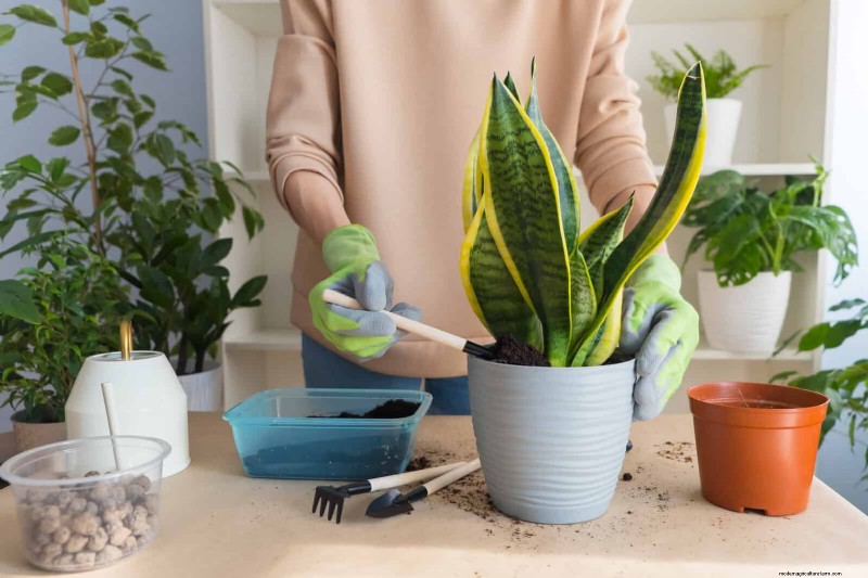ヘビ植物を直立に成長させるために訓練する:専門家のヒントとテクニック 