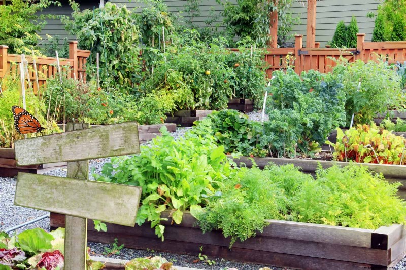 Begeleiding planten:23 plantenparen voor een overvloedige tuin 