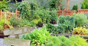 Begleitpflanzung:23 Pflanzenpaarungen für einen üppigen Garten 