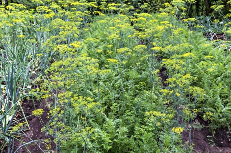 Begeleiding planten:23 plantenparen voor een overvloedige tuin 