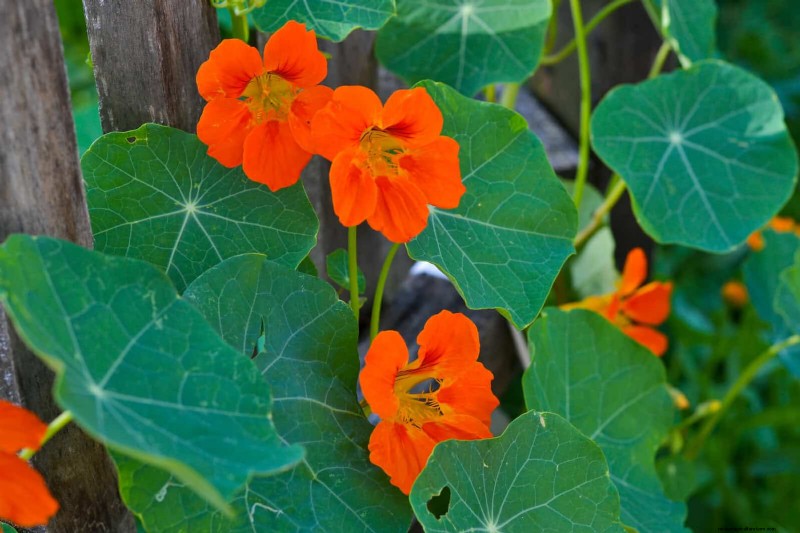 Begeleiding planten:23 plantenparen voor een overvloedige tuin 