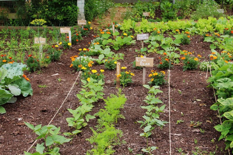 Begeleiding planten:23 plantenparen voor een overvloedige tuin 