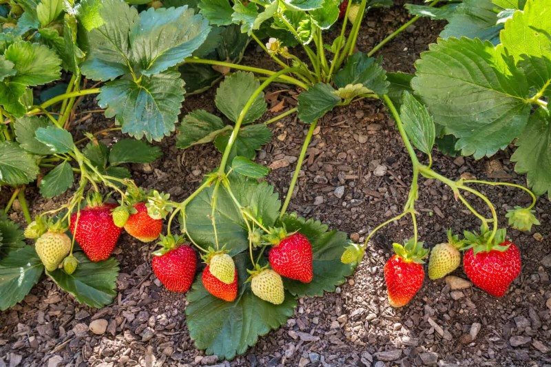 Begeleiding planten:23 plantenparen voor een overvloedige tuin 