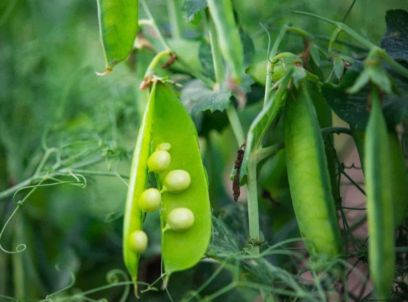 Begeleiding planten:23 plantenparen voor een overvloedige tuin 