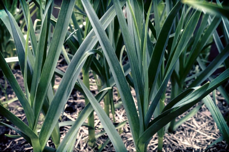 Begeleiding planten:23 plantenparen voor een overvloedige tuin 