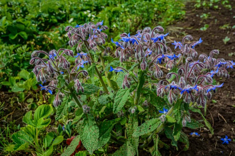 Begeleiding planten:23 plantenparen voor een overvloedige tuin 
