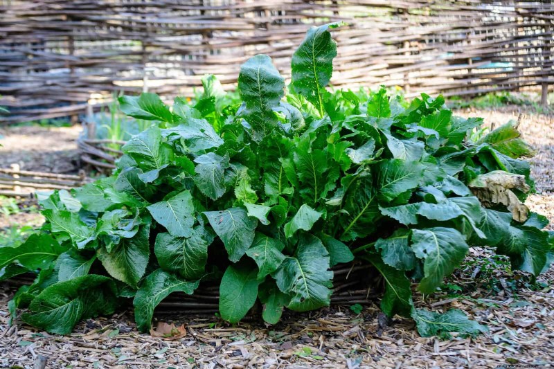 Begeleiding planten:23 plantenparen voor een overvloedige tuin 