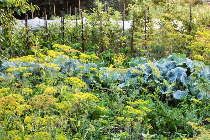 Begeleiding planten:23 plantenparen voor een overvloedige tuin 