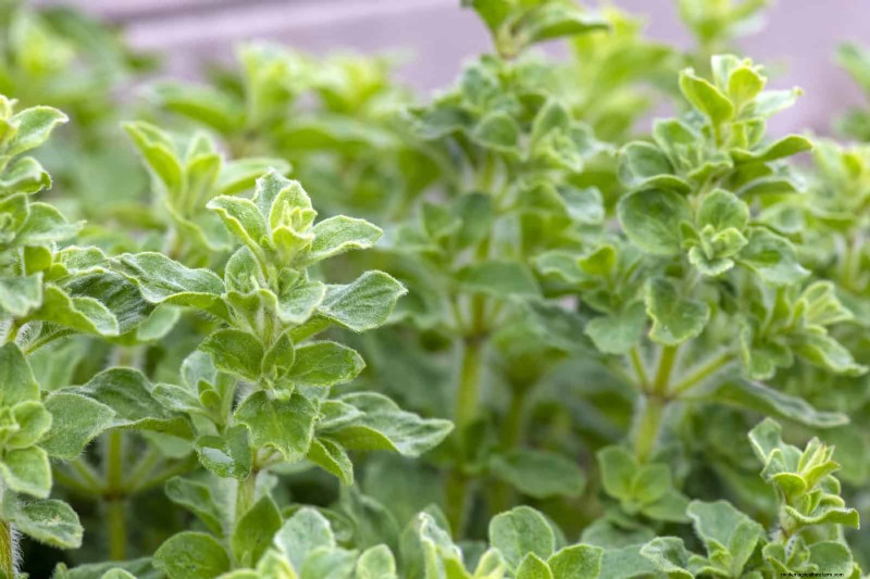 Begeleiding planten:23 plantenparen voor een overvloedige tuin 