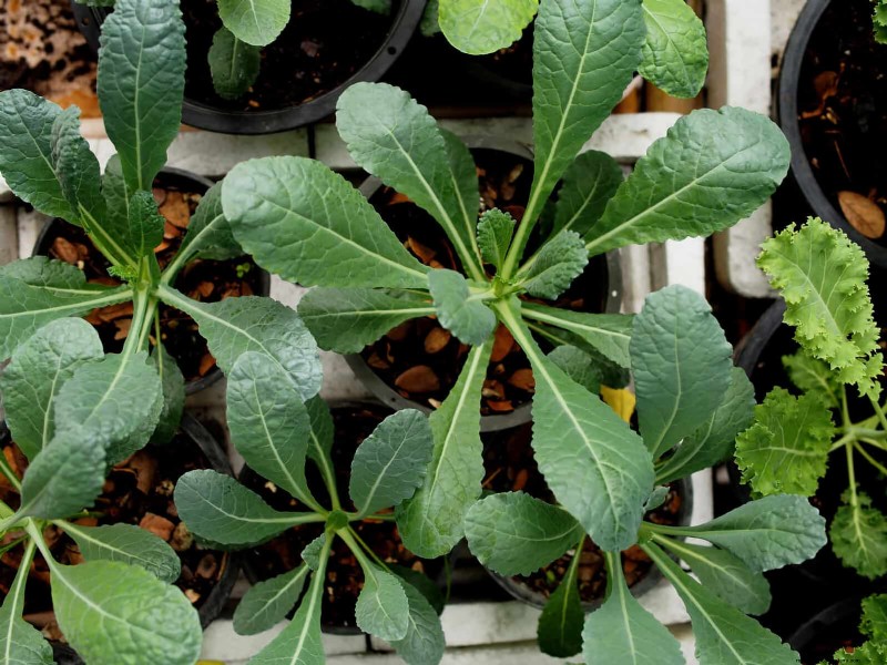 Begeleiding planten:23 plantenparen voor een overvloedige tuin 
