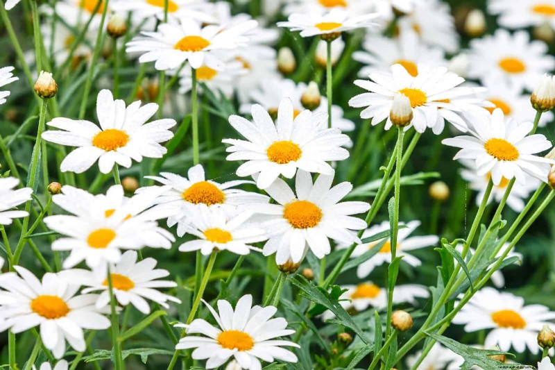 Begeleiding planten:23 plantenparen voor een overvloedige tuin 