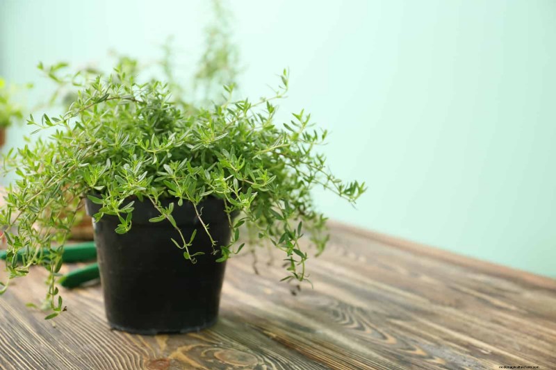 Begeleiding planten:23 plantenparen voor een overvloedige tuin 