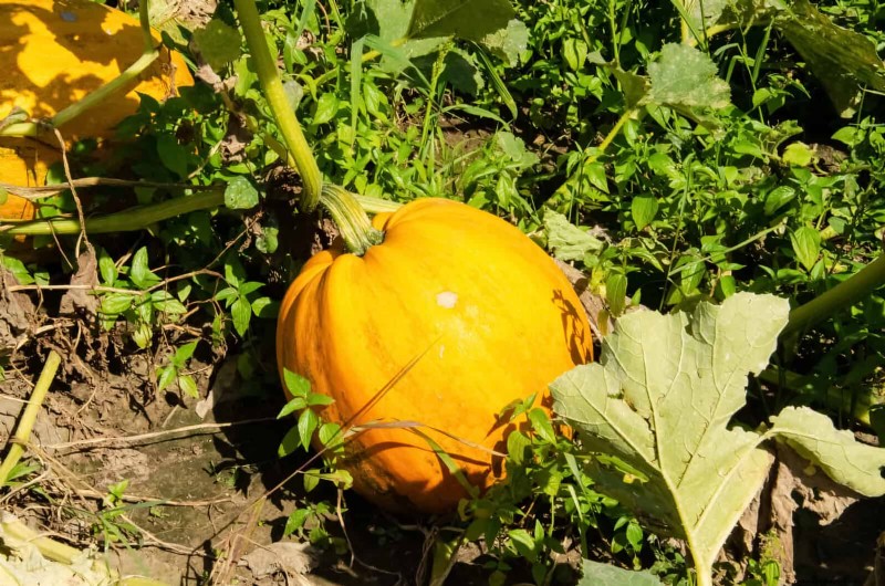 Begeleiding planten:23 plantenparen voor een overvloedige tuin 