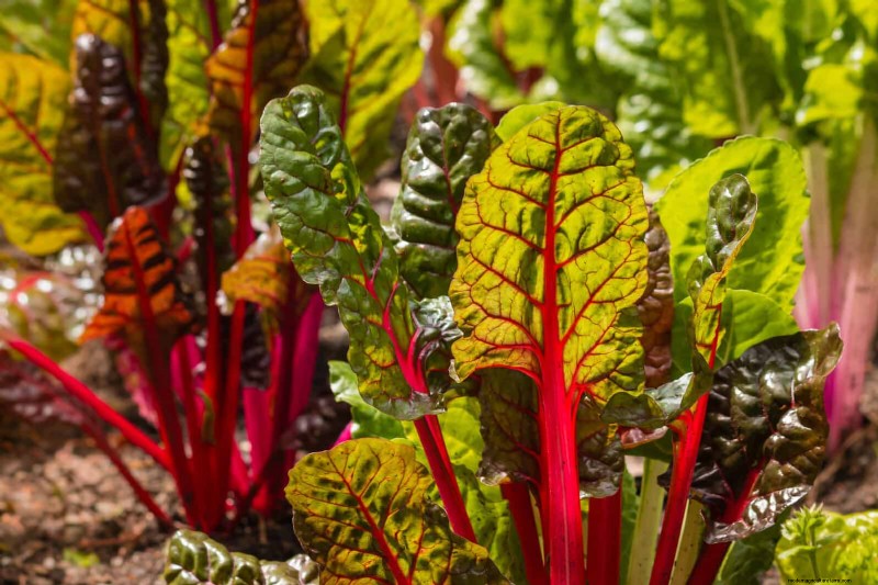 Begeleiding planten:23 plantenparen voor een overvloedige tuin 