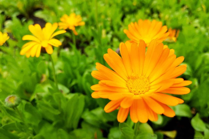 Begeleiding planten:23 plantenparen voor een overvloedige tuin 