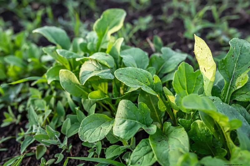 Begeleiding planten:23 plantenparen voor een overvloedige tuin 