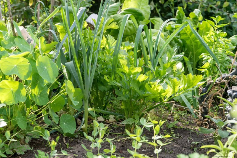 Begeleiding planten:23 plantenparen voor een overvloedige tuin 