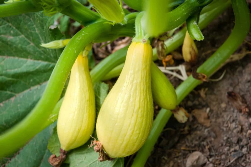 Begeleiding planten:23 plantenparen voor een overvloedige tuin 