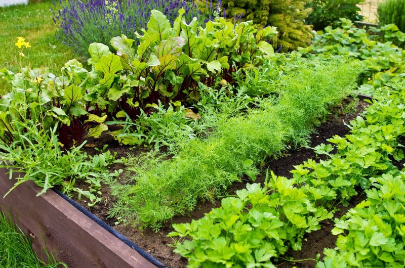 Begeleiding planten:23 plantenparen voor een overvloedige tuin 