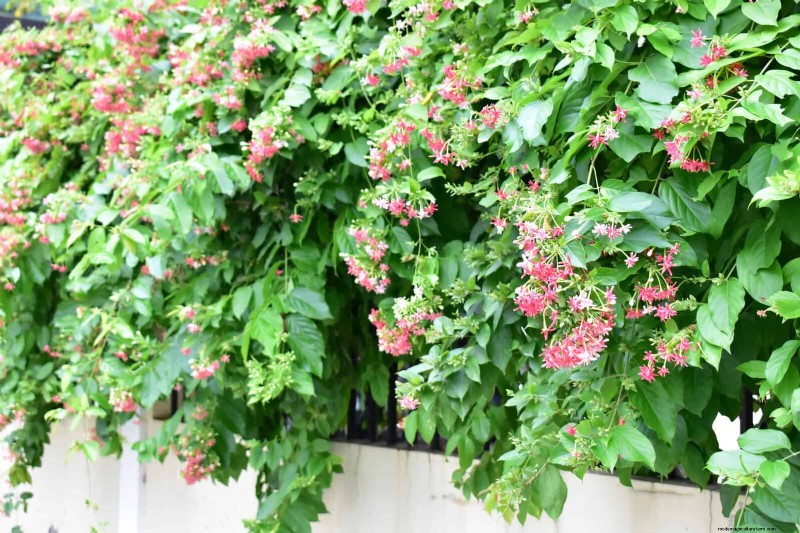 屋外スペースを強化:プライバシーとスタイルを実現するスマート トレリスのアイデア 