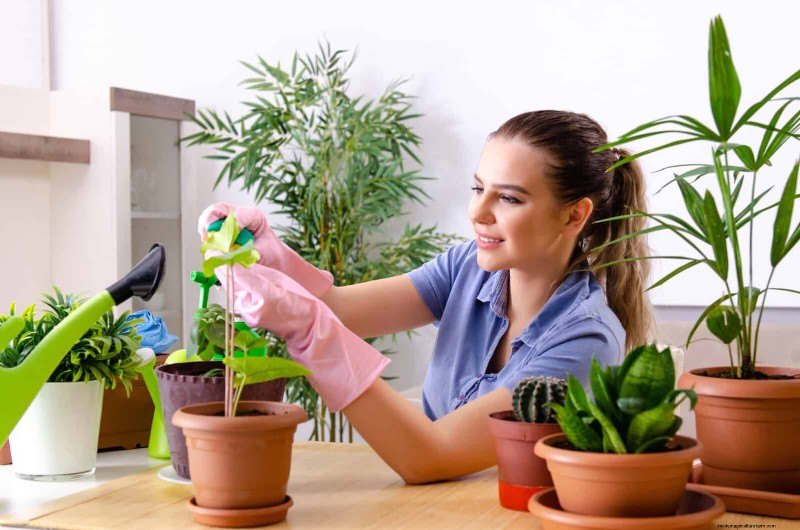 植物の葉をきれいにする方法:光合成を強化するための 26 のヒント 