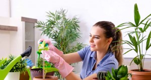 Hoe plantenbladeren schoon te maken:26 tips voor verbeterde fotosynthese 