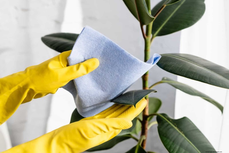 植物の葉をきれいにする方法:光合成を強化するための 26 のヒント 